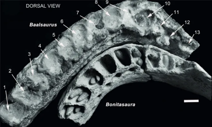 Figure 3 - showing alveoli in dorsal view of Baalsaurus mansillai n.g.n.sp. compared with Bonitasaura salgadoi