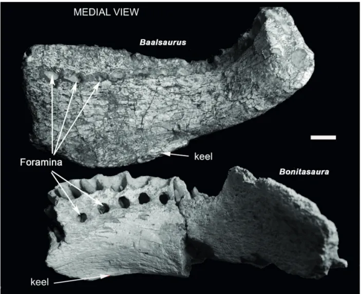Figure 4 - Baalsaurus mansillai n.g.n.sp. medial view compared with Bonitasaura salgadoi