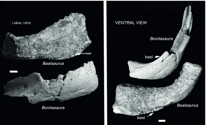 Figure 5 - Baalsaurus mansillai n.g.n.sp. labial and ventral view compared with Bonita aura salgadoi
