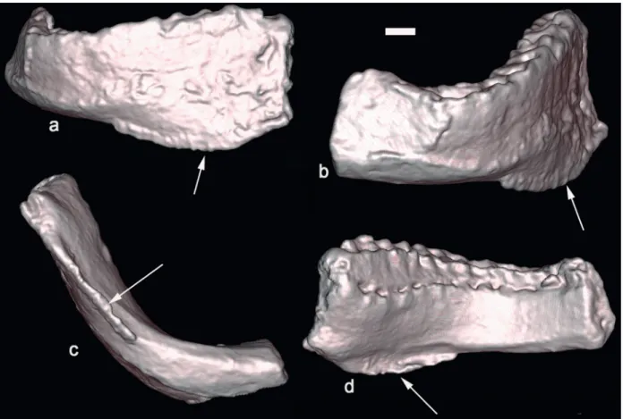 Figure 6 - Baalsaurus mansillai n.g.n.sp. a: anterior view, b: lateral view, c: ventral view and d: lingual view