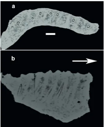 Figure 7 - Baalsaurus mansillai n.g.n.sp. Computed  tomography-based digital visualization, a: slice in dorsal view,  b: slice in lateral view