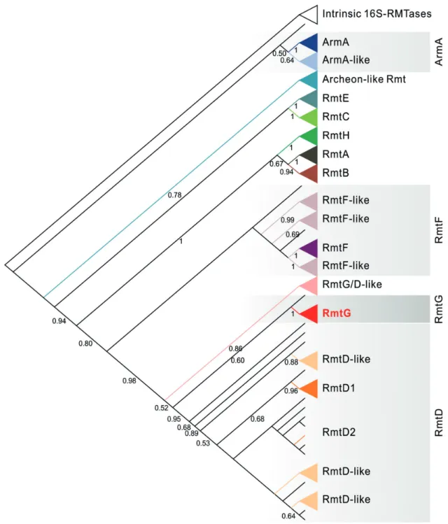 Figure 2 - Phylogenetic reconstruction of 16S rRNA methyltransferases. Intrinsic 16S-RMTases were arbitrarily used  as outgroups