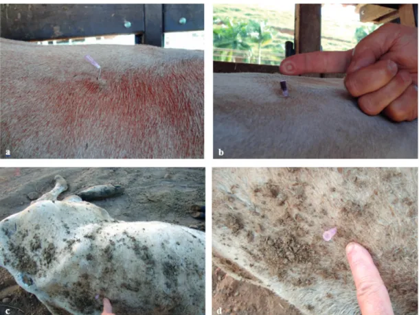Figure 4  - Cattle with no P defficiency ( a ), with subclinical P defficiency (b) and with clinical defficiency  demonstrated by the NT ( c  and d)