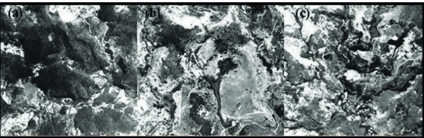 Figure 2 - (a) Arboreal (woody, tree) vegetation represented by fine-grained dark color with an irregular appearance; (b) Shrubby  vegetation represented by fine-grained dark color, but lighter than arboreal vegetation, average saturation, and an irregular