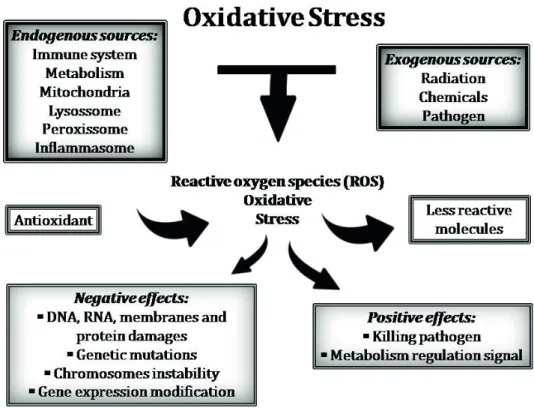Figure 1 - The concept of the oxidative stress effects.