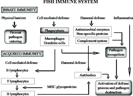 Figure 2 - The concept of fish immune system (Biller-Takahashi and Urbinati 2014).