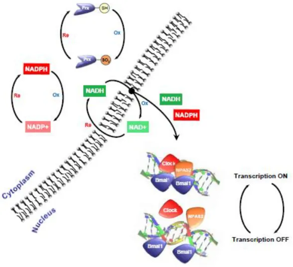 Figure  3-  Propose  of  interconnectivity  circadian redox  processes  and  transcription-translation  feedback  loop  (TTFL)