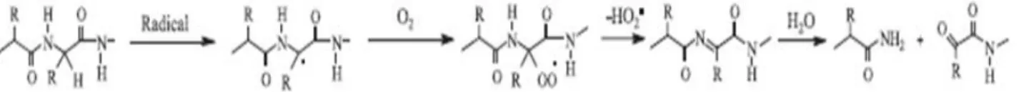 Figure 4 –Fragmentation of the carbon skeleton. The addition of the carbonyl group can lead to the modification of the  carbon skeleton and/or to the modifications of the side chains (threonine, arginine, proline and lysine)