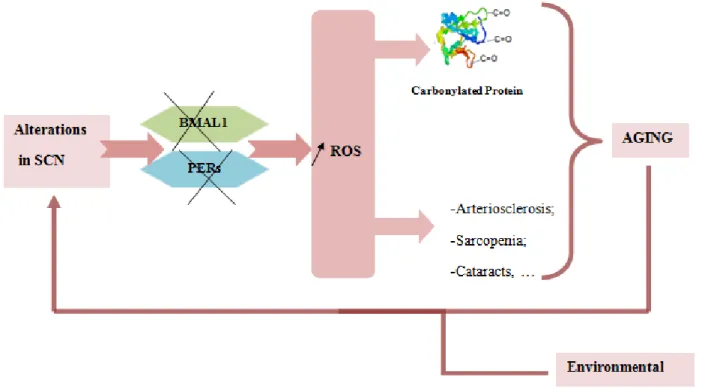 Figure 5- Relation between circadian rhythm aging and formation of carbonylated protein