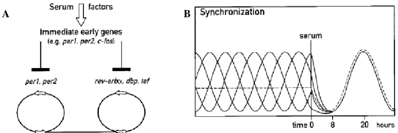 Figure 6- Possible explanation of synchronization with Serum Shock. A- When submitted by higher levels of serum the  cells  suffer  an  induction  of  immediate  early  genes  (c-fos,  Per1  and  Per2)  due  to  some  serum  factors  and  with  this,  sync