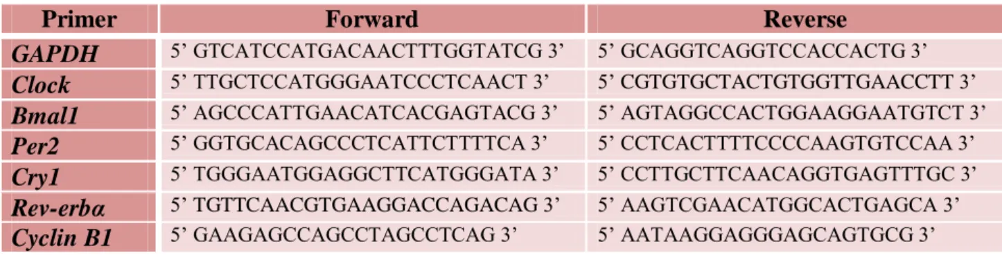 Table 1 –  Primers of clock  controlled transcripts for qPCR. All the primers  were designed by Nicolas  Ugarte with a  programme AmplifX with the exception of Cyclin B1 that was designed by Audrey Desvergne