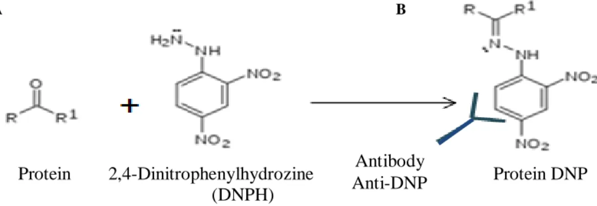 Figure  8-Scheme  of  derivatization  with  2,4-Dinitrophenylhydrozine  (DNPH)  and  reaction  of  the  protein  with  the  antibody anti-DNP