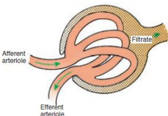 Figura  1:  Funcionamento  do  glomérulo  (Cunningham,  2013). Arteríola  Aferente  transporta  o  sangue  até  ao  glomérulo,  onde  a  água  e  os solutos  passam  para  o  Espaço  de Bowman  formando  o  filtrado, que  passa  para o  túbulo contornado p