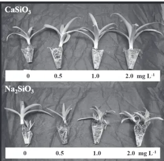 Figure 6 - B. zebrina plants after 60 days of ex vitro growth  (acclimatization) in response to sources and concentrations  (mg L -1 ) of silicates during the in vitro culture.