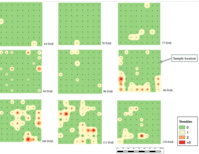 Figure 2 - Surface maps constructed based on Inverse Distance (IDW) interpolation showing spatial distribution of stink bug  density in cotton in nine sampling dates between 64 and 118 days after emergence (DAE)