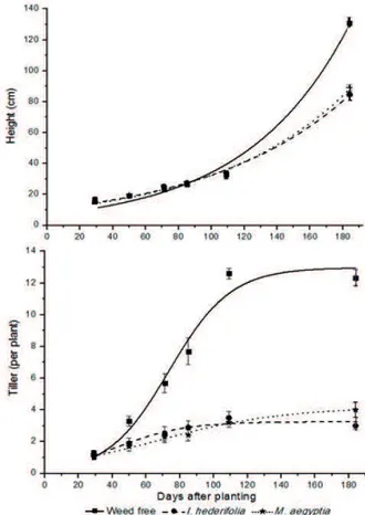 Figure 3 - Sugarcane plant height (cm) and tillers weed-free  (■) or competing with Ipomoea hederifolia (●) and Merremia  aegypti   (ӿ)