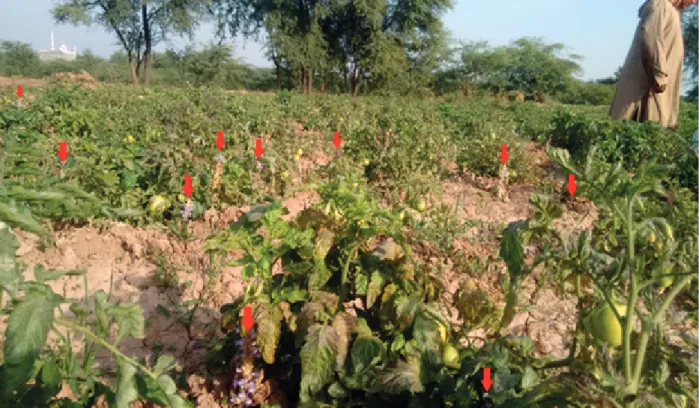 Figure 1 - Orobanche aegyptiaca  in tomato fields in Pakistan.