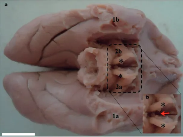 Figure 3 - Photomacrograph of the brain of Saimiri collinsi. (a) ventral view of the brain after the removal of a  small portion of the left (1a) and right (1b) piriform lobes, as well as part of the cerebellum insertion for better  visualization of the le