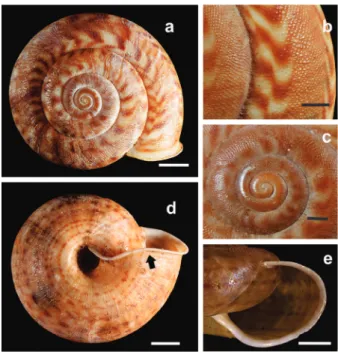 Figure 3 - a, shell morphology of Solaropsis brasiliana. Shell  dorsal view (Scale bar = 5 mm); b, detail of the body whorl  surface sculpture, arrow point to the double band (Scale bar 