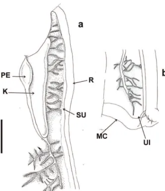 Figure 4 - a, proximal portion of pallial system of Solaropsis  brasiliana. Kidney (K); pericardium (PE); rectum (R); 
