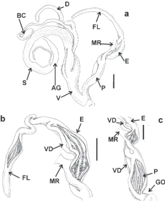 Figure 5 - a-c: a, general view of de reproductive system of  Solaropsis brasiliana. Albumen gland (AG); bursa copulatrix  (BC); diverticulum (D); epiphallus (E); flagellum (FL); penis  retractor muscle (MR); penis (P); spermoviduct (S); vagina  (V); b, in