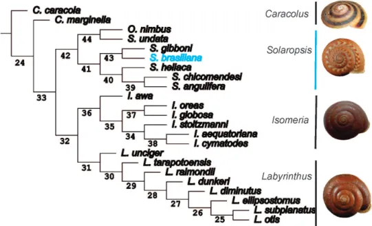 Figure 7 - Single tree obtained in the phylogenetic analysis of the South American Pleurodontidae  (Solaropsis, Isomeria and Labyrinthus), including species with known anatomy