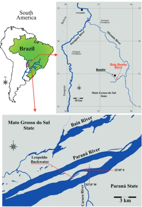 Figure 1 - Sample sites of Moenkhausia : upper Paraná River floodplain; Baía Bonita, affluent  of the Miranda River, Paraguay River basin, Brazil.