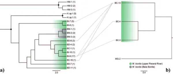 Figure 3 - Mirrored phylogenetic trees of mitochondrial (a) and nuclear (b) haplotypes constructed from  specimens of Moenkhausia populations with different developmental levels of the lateral line
