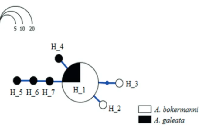 Figure 3 - Genotype network generated from the sequences  of the MC1R generated in the present study for A