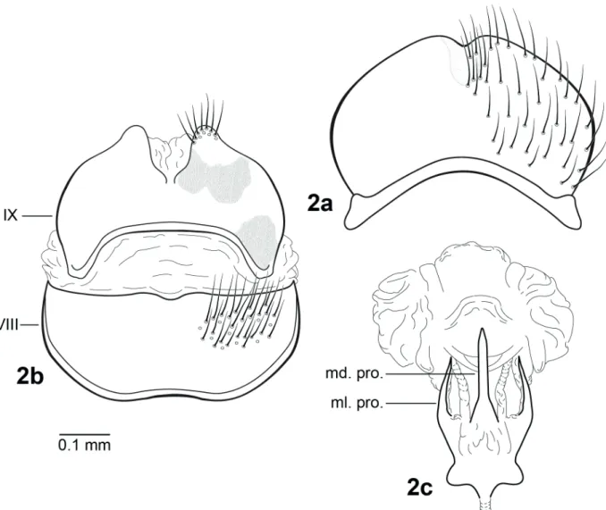 Figure 2 -  Contulma  vascaina sp. n., female genitalia. 2a. Sternum VIII, ventral; 2b