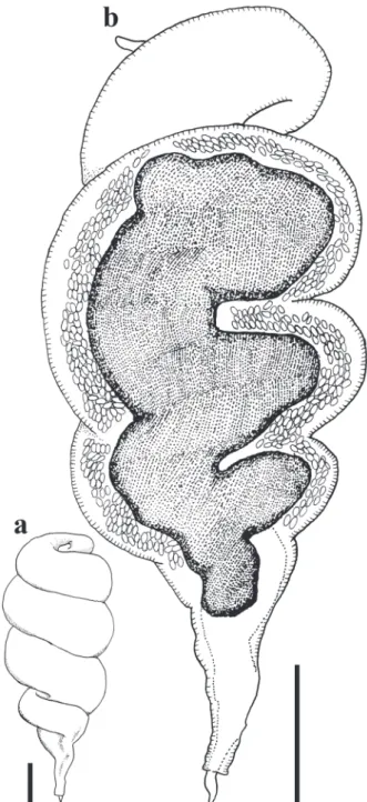 Figure 2 - Male of Microtetrameres urubitinga n. sp. (a) Detail  of anterior end. (b) Detail of posterior end