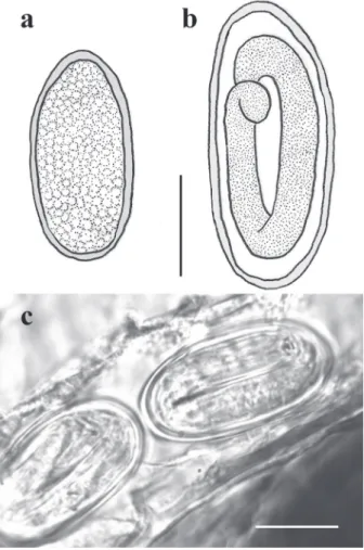 Figure 5 - Eggs of Microtetrameres urubitinga n. sp. (a) Egg  non-embryonated. (b) Egg embryonated containing first-stage  larva