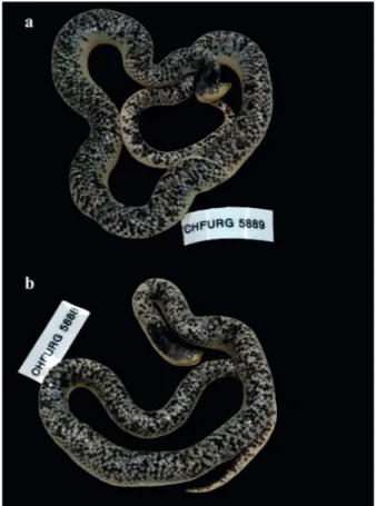 Figure 2 -  Phimophis guianensis individuals found in the  municipality of Cantá, Roraima.