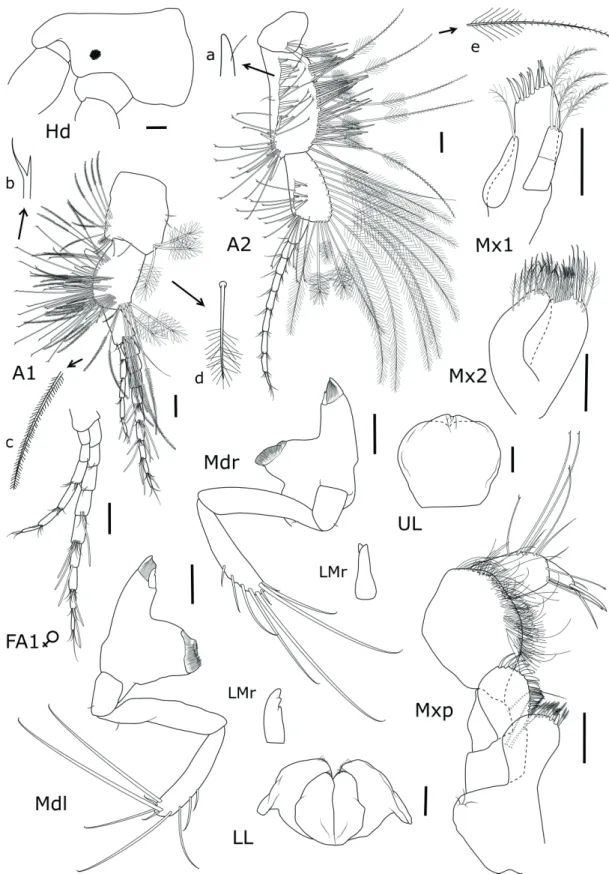 Figure 5 - Puelche irenae sp. nov. Male, 5.3 mm, MNRJ 28808: Head, antennas and mouthparts