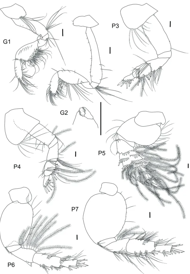 Figure 6 - Puelche irenae sp. nov. Male, 5.3 mm, MNRJ 28808: Gnathopods and pereopods