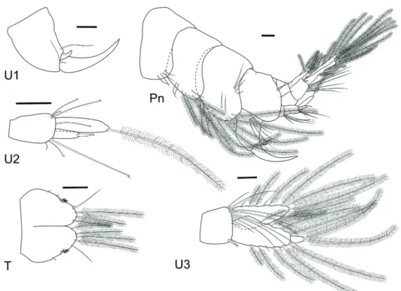 Figure 7 - Puelche irenae  sp. nov. Male, 5.3 mm, MNRJ 28808: Uropods, pleon and telson