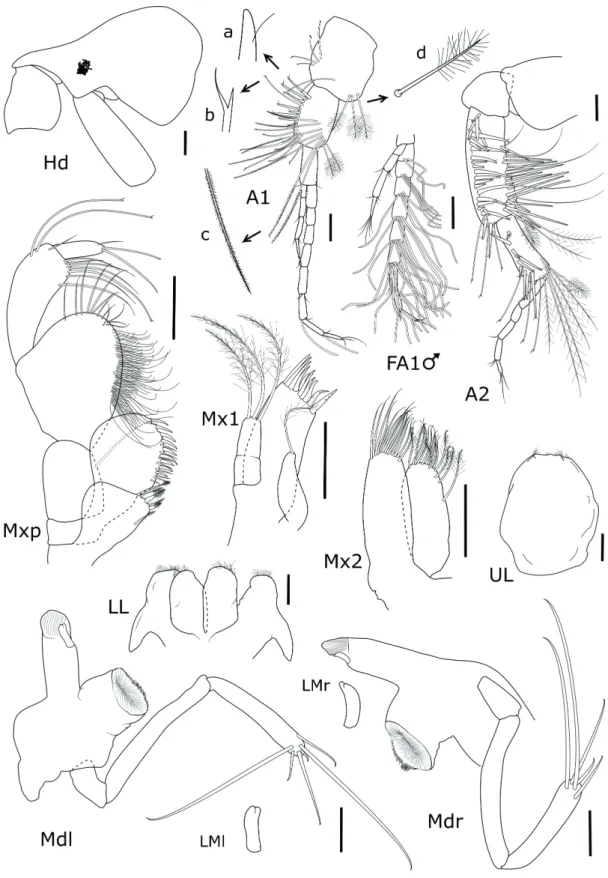 Figure 9 - Puelche longidactylus sp. nov. Female, 5.0 mm, MNRJ 28746: Head, antennae and mouthparts
