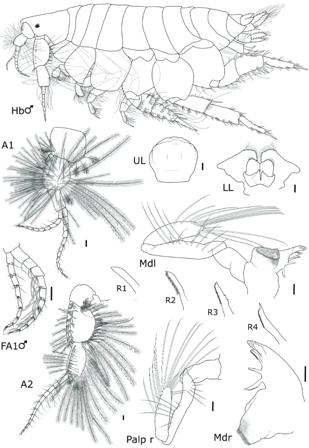 Figure 1 -  Phoxocephalopsis ruffoi  sp. nov. Female, 7.5 mm, MNRJ 22101: Antennae and mouthparts