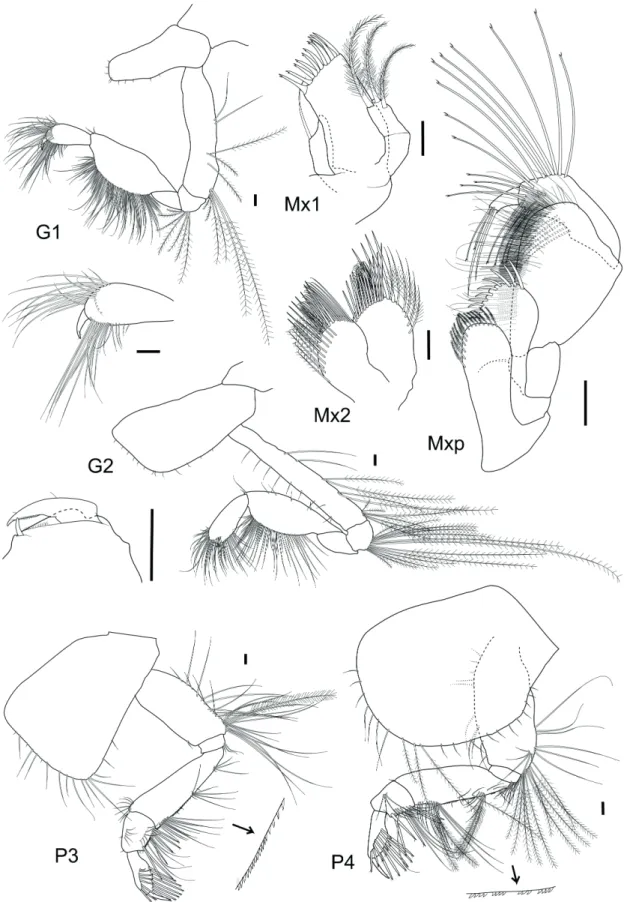 Figure 2 -  Phoxocephalopsis ruffoi  sp. nov. Female, 7.5 mm, MNRJ 22101: Mouthparts, gnathopods and pereopods  3 - 4