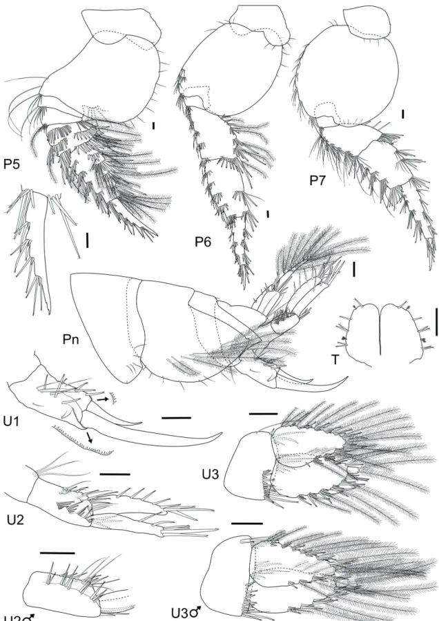 Figure 3 -  Phoxocephalopsis ruffoi  sp. nov. Female, 7.5 mm, MNRJ 22101: Pereopods 5 - 7, pleon, uropods and  telson