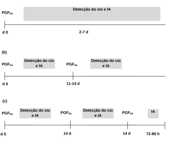 Figura 3 - Protocolos baseados no uso de PGF 2α  para sincronização do estro em bovinos (adaptado de Cavalieri et  al.,  2006)