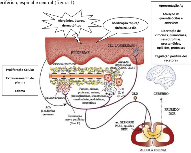 Figura 1 - Vias neuroanatómicas e neurofisiológicas gerais ativadas durante o prurido  Adaptado de Steinhoff et al