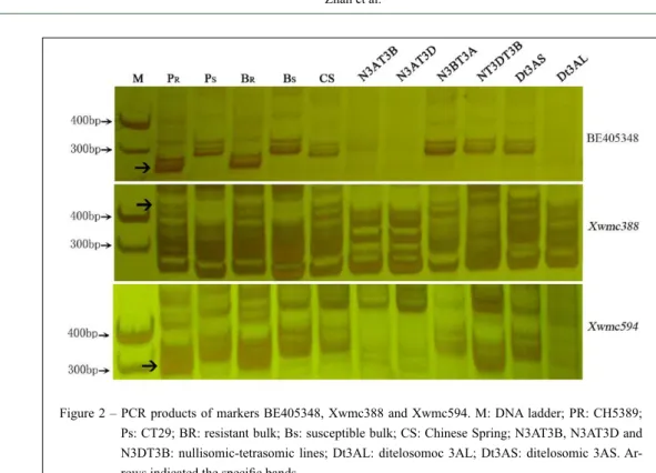 Figure 2 – PCR products of markers BE405348, Xwmc388 and Xwmc594. M: DNA ladder; PR: CH5389; 