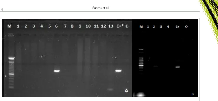 Figure 1 - Results of PCR for the Mycoplasma mycoides cluster and Mycoplasma agalactiae in milk samples from goats