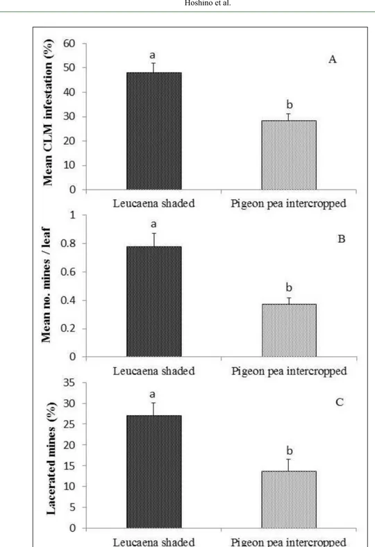 Figure 3 - Mean (± SD) infestation prevalence of the coffee leaf miner (CLM) (A); number  of mines per leaf (B) and prevalence of mines with signs of predation by wasps  (lacerated mines) (C) in leucaena-shaded organic coffee and pigeon pea-intercropped  o
