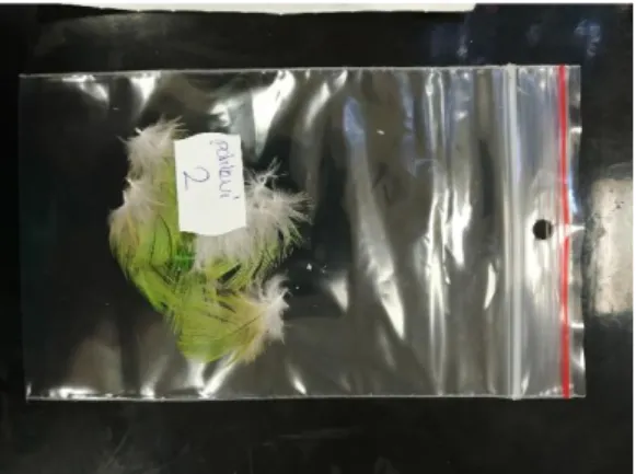 Figure 1: Plucked feather samples collected in the clinic during routine check-ups. 