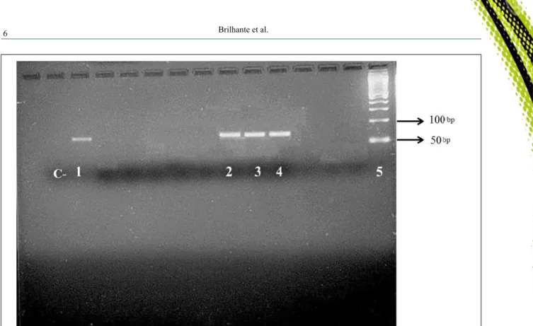 Figure 3 - PCR amplification products with primers RV1/RV2. C-: Negative control, MilliQ water; 1 Positive control, reference strain  Leishmania (Leishmania) chagasi (MHOM/BR/74/PP/75); 2, 3 e 4: positive dog samples; 5: molecular marker 50bp.