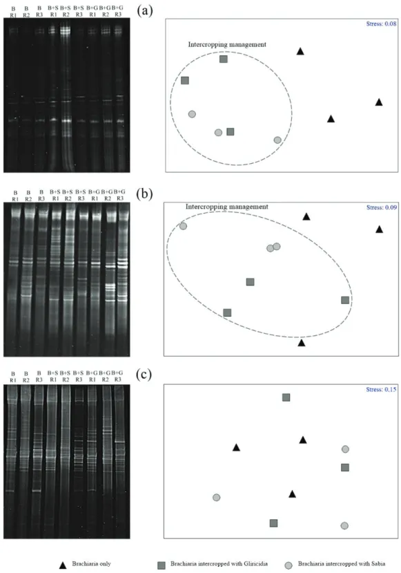 Figure 1:  Amplicon  profiles  and  multidimensional  scaling  (MDS)  results  of  the  16S  rRNA  total  bacterial  gene  (a), the 16S rRNA gene of ammonium-oxidizing bacteria (AOB) (b) and the nifH gene of diazotrophic bacteria  (c) in soils of a silvopa