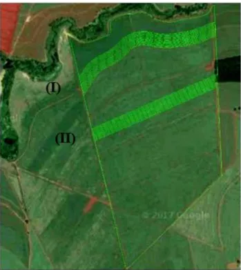 FIGURE  1.  Sample  area,  curved  path  (I)  and  rectilinear  path (II). 