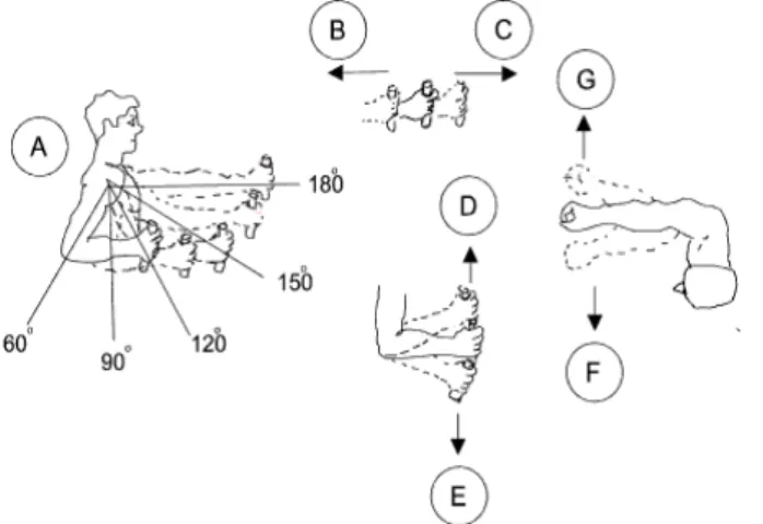 FIGURE 1. Stress positions for upper limbs. 